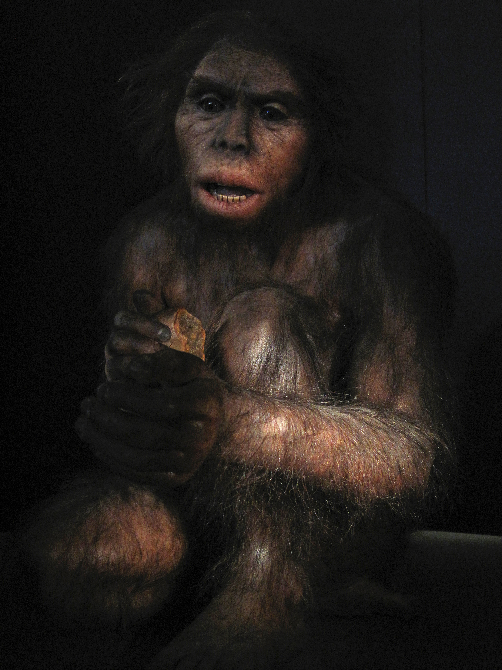 Reproduction of Homo Habilis in the Museum of Human Evolution, Burgos.