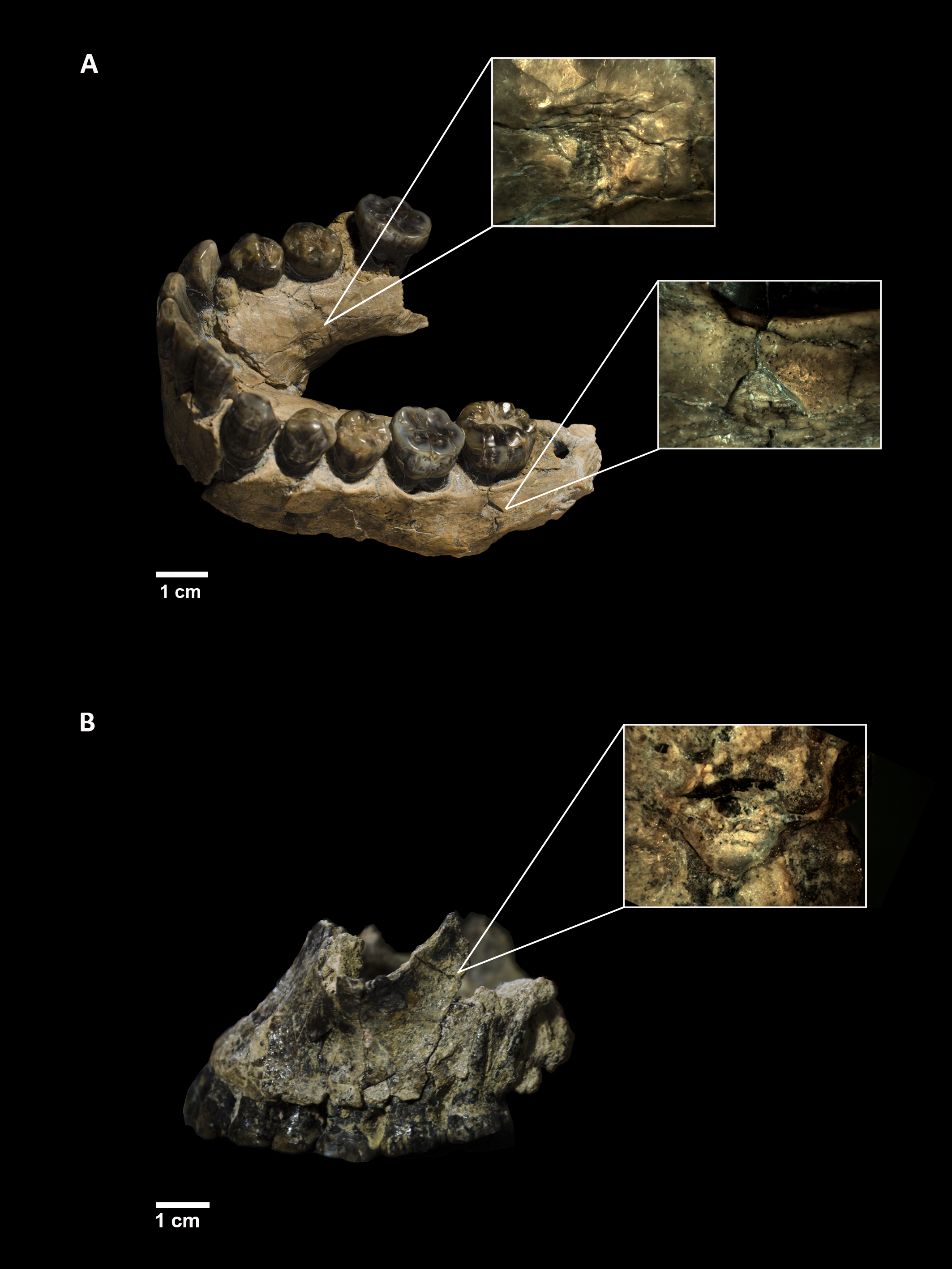 Tooth marks on the jawbones of early humans (Homo habilis).