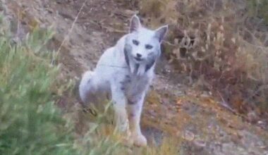 Watch: Elusive White Iberian Lynx, One Of The Rarest Cats In The World Captured; Internet Reacts With Pokemon Memes