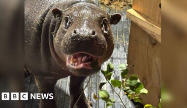 Wingham Wildlife Park celebrates arrival of pygmy hippo Haggis