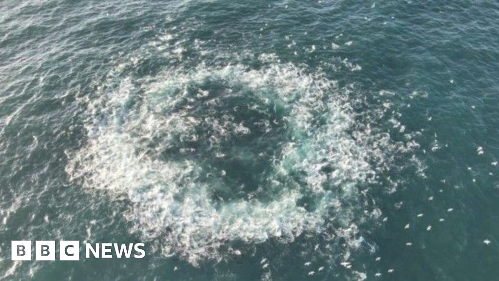 Bluefin tuna feeding frenzy captured on film off Alderney