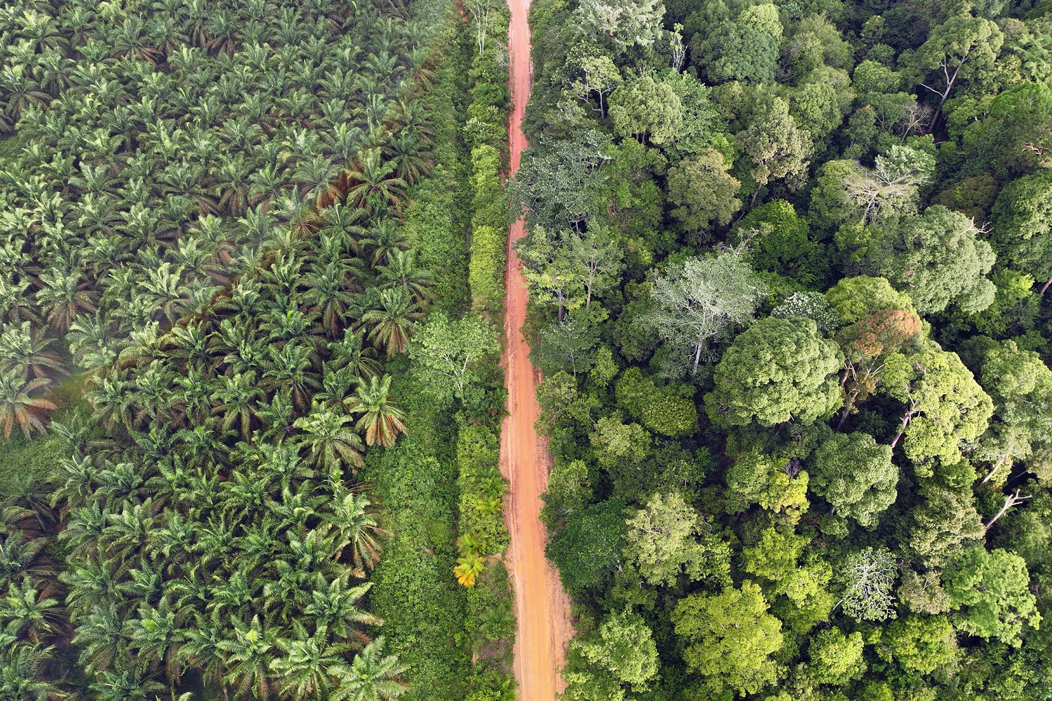 Oil palm planation and native tropical rainforest on the island of Sumatra in Indonesia.