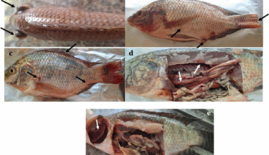 Unraveling the pathogenic potential, virulence traits, and antibiotic resistance genes of multidrug-resistant Streptococcus agalactiae strains retrieved from Nile tilapia | BMC Microbiology