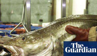 Brexit has done nothing to stem sharp decline of UK fish populations, shows study | Fishing