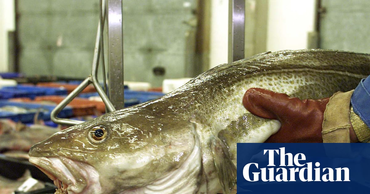 Brexit has done nothing to stem sharp decline of UK fish populations, shows study | Fishing
