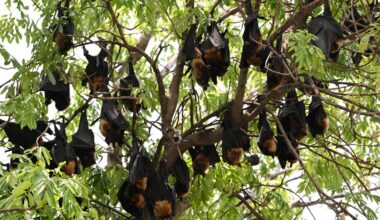 By reusing old genes, bats became the only mammals able to fly