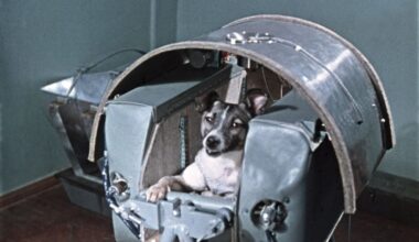 9 animals that changed the world: From tragic space dogs to the wolf that died of from a broken heart, meet the creatures who shaped history