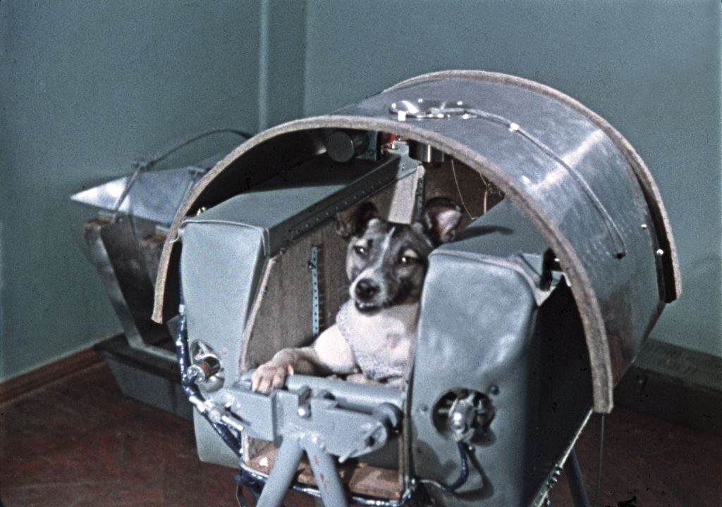 9 animals that changed the world: From tragic space dogs to the wolf that died of from a broken heart, meet the creatures who shaped history