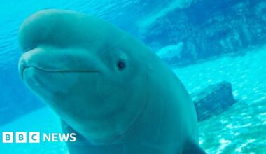 Canadian amusement park threatens to euthanise 30 beluga whales