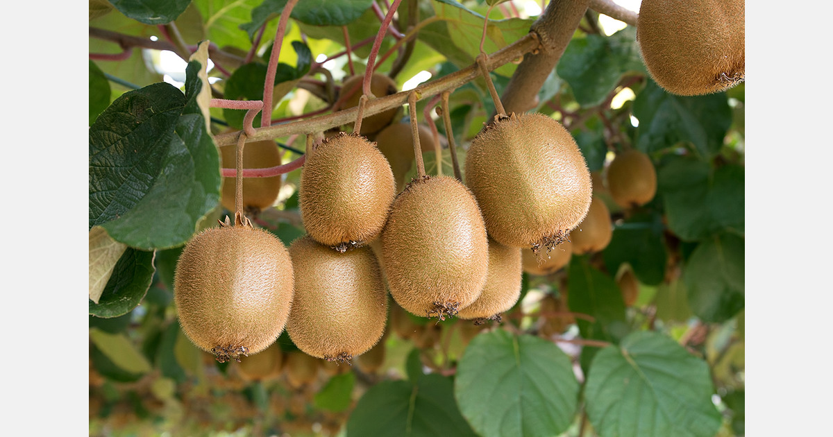 New Zealand kiwifruit growers expect strong season