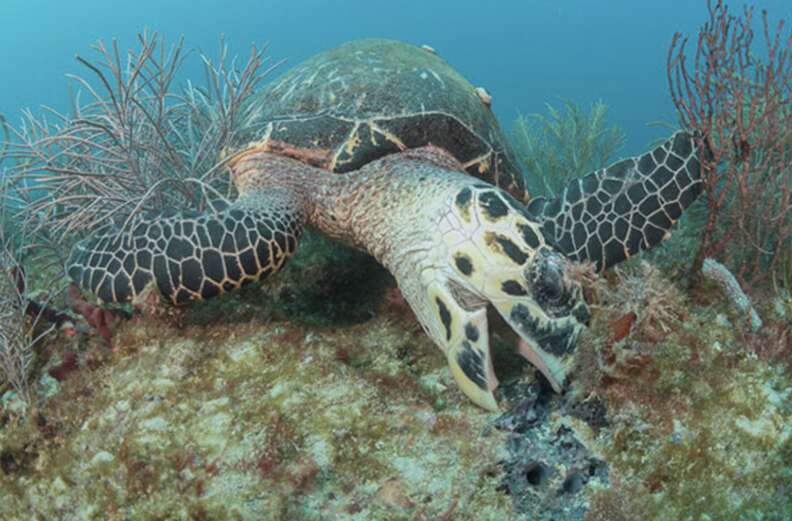 turtle eating