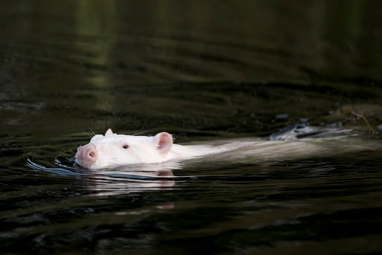 A white beaver with dark eyes swimming in water