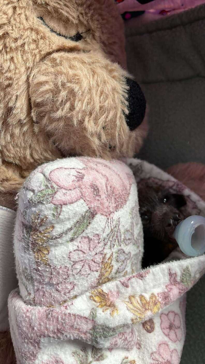 baby bat