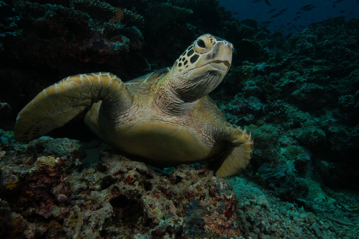 Green turtle rescued from brink of extinction