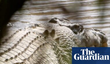 Crocodile made famous by Steve Irwin ‘wrongfully arrested’ and should be returned to wild, traditional owners say | Queensland
