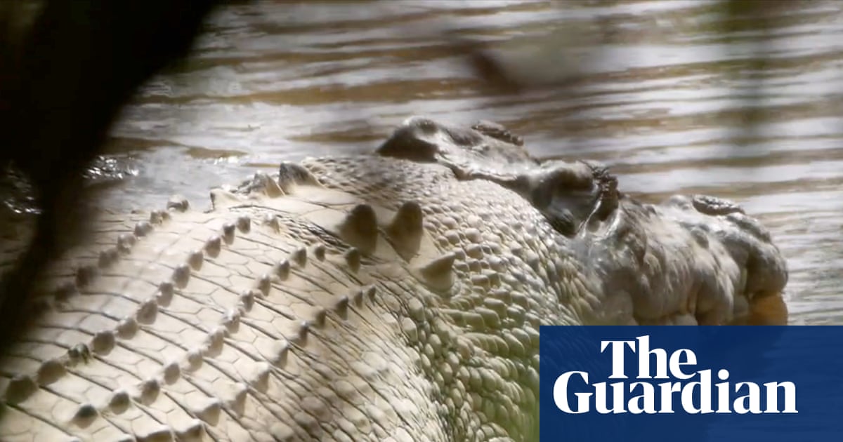 Crocodile made famous by Steve Irwin ‘wrongfully arrested’ and should be returned to wild, traditional owners say | Queensland