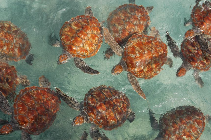 In one positive, green sea turtles are rebounding thanks to conservation efforts.