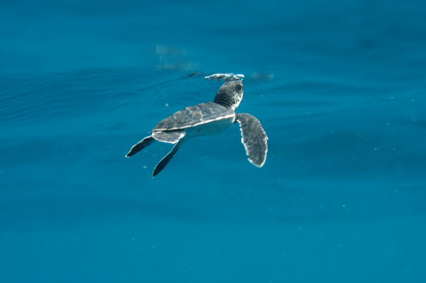 A green sea turtle baby swims up to the surface.