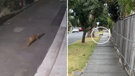 'Urban foxes' spotted in Sydney and Melbourne's inner suburbs - video 