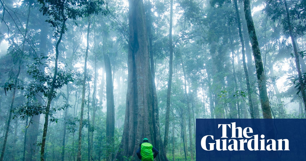 ‘This is bad news’: Australian tropical rainforest trees switch in world first from carbon sink to emissions source | Greenhouse gas emissions