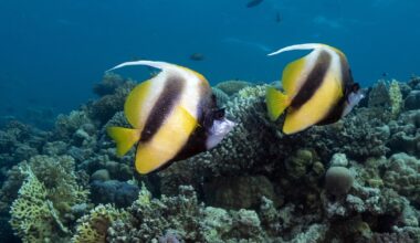 The Oceans Act as a Toilet That Flushes Carbon Waste. Marine Heatwaves Are Clogging It Up. – Mother Jones