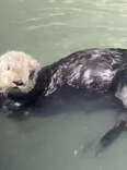 Friendly Sea Otter Swims Up To Fisherman To Show Off Her Prized Possession