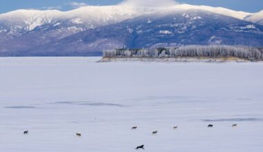 Could Colorado see widespread ecosystem changes from wolf restoration? 