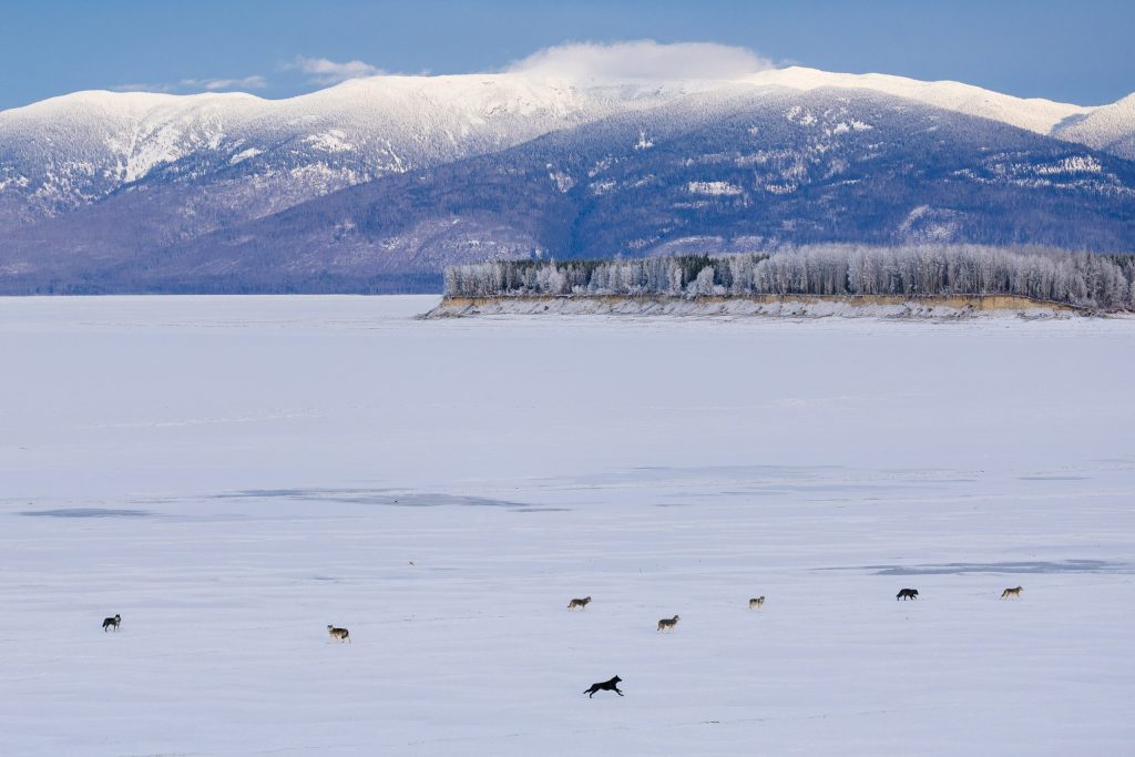 Could Colorado see widespread ecosystem changes from wolf restoration? 
