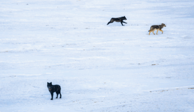 Colorado agency denies livestock associations’ claims that Canadian wolves released in mountains violated Endangered Species Act 