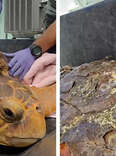 Rescuers Pry Barnacles Off Sea Turtle, Giving Her A Life-Changing Makeover