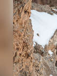 People Are Having A Very Tough Time Finding The Big Cat In This Photo