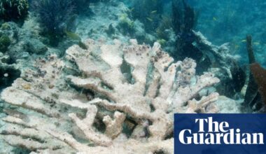 Two crucial Florida coral species left ‘functionally extinct’ by ocean heatwave | Coral
