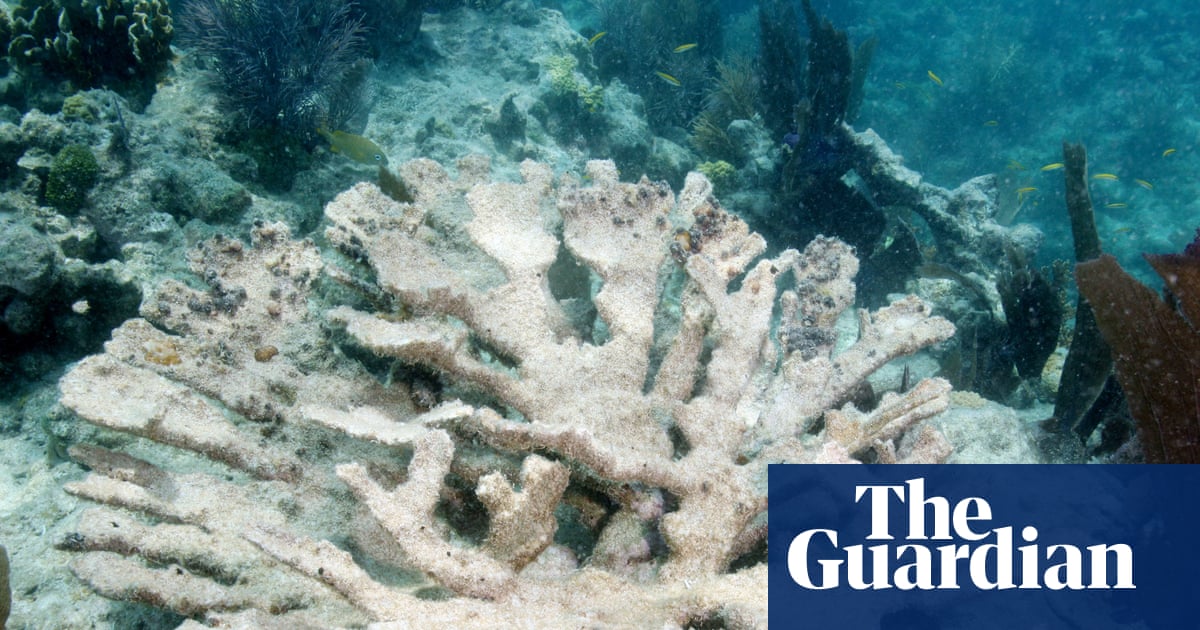 Two crucial Florida coral species left ‘functionally extinct’ by ocean heatwave | Coral
