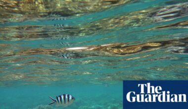 Marine wildlife fleeing to poles due to global heating as Australian oceans face ‘uncharted’ future | Climate crisis