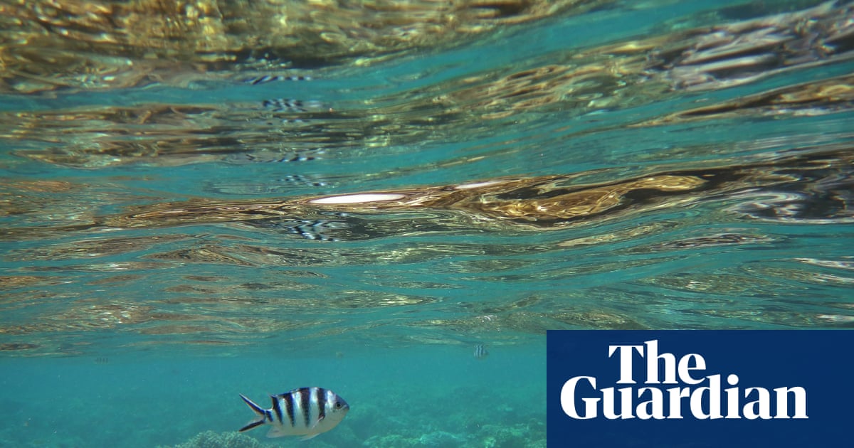 Marine wildlife fleeing to poles due to global heating as Australian oceans face ‘uncharted’ future | Climate crisis