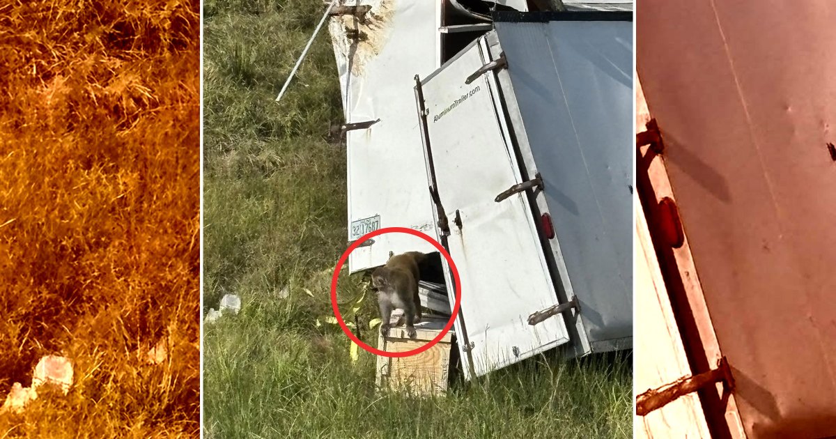 University Denies Monkeys That Escaped in Truck Crash Were Infected With Horrific Diseases