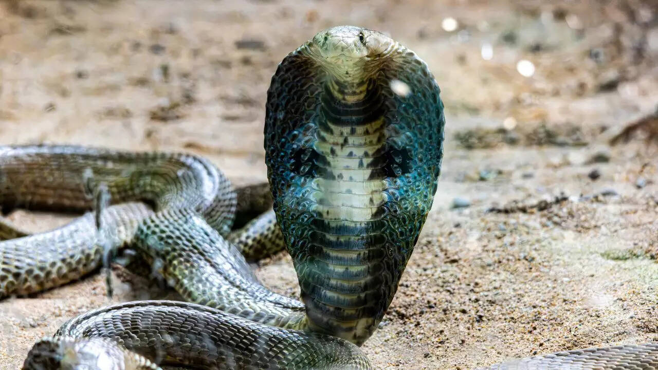 King cobra’s tactical hunting behaviour