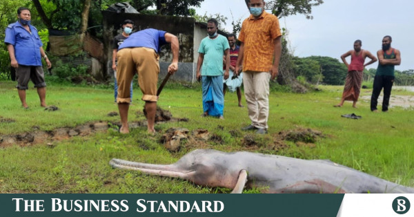 What is taking a toll on Halda’s dwindling freshwater dolphins?