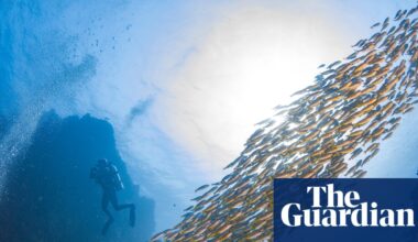 ‘We must protect and we must understand’: using shipwrecks to rebuild fishing populations | Environment