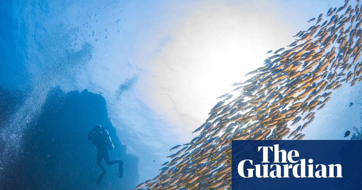 ‘We must protect and we must understand’: using shipwrecks to rebuild fishing populations | Environment