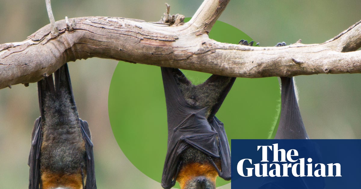 Bats in the ’burbs: how to give nature’s nighttime acrobats a helping hand | Environment