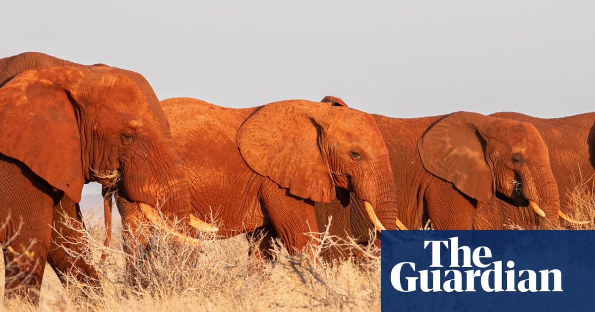 Ancient elephant migration routes are being blocked off – can anything stop the rising death toll? | Wildlife