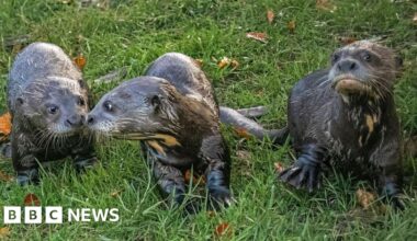 Newborn giant otters add to world's largest romp in New Forest