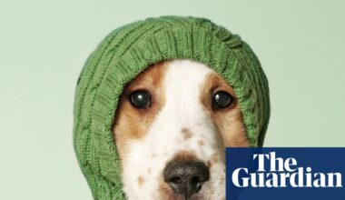 Humanish by Justin Gregg review – how much of a person is your pet? | Science and nature books