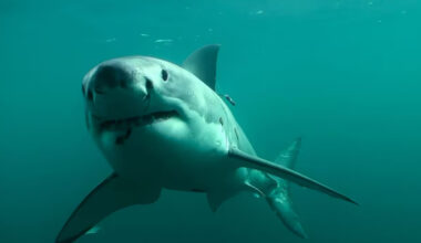 SunLive - Sharks head for NZ to enjoy our summer