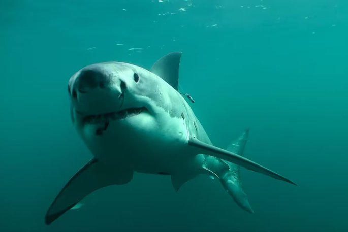 SunLive - Sharks head for NZ to enjoy our summer