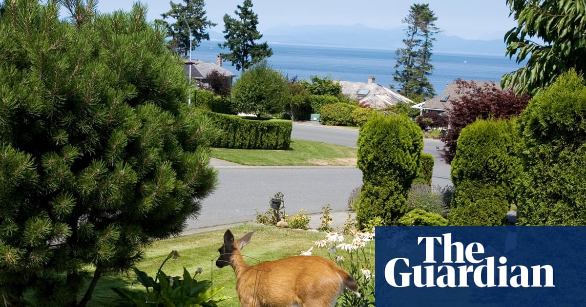 The luxury effect: why you’ll find more wildlife in wealthy areas – and what it means for your health | Biodiversity