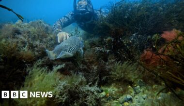 Bognor fishing campaigners back South East bottom trawling bans