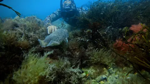Sussex Underwater A man diving underwater with his hand outstretched. He is pointing at a black and white fish. The fish is surrounded by marine plants.