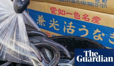 Inside the illegal eel trade: is there a way to stop Europe’s biggest wildlife crime before it’s too late? | Illegal wildlife trade